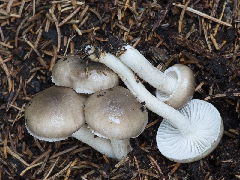 Hygrophorus pustulatus